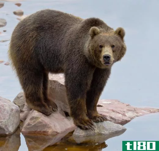 The grizzly bear lives throughout North America.