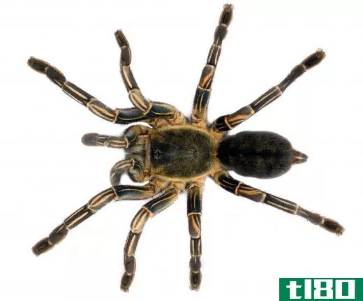 Arachnids have carapaces that protect part of the thorax.