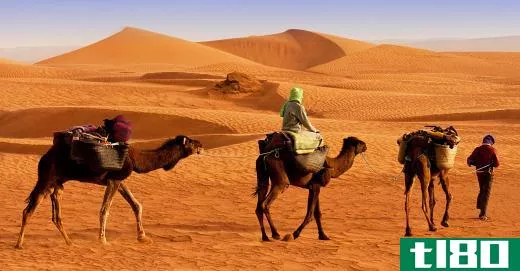 Camels have been used to transport goods over arid terrain for thousands of years.