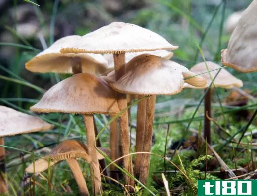 Marasmius oreades is the most common type of mushroom found in a fairy rings.