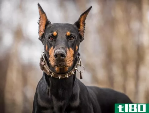 Dobermans are often used as guard dogs.