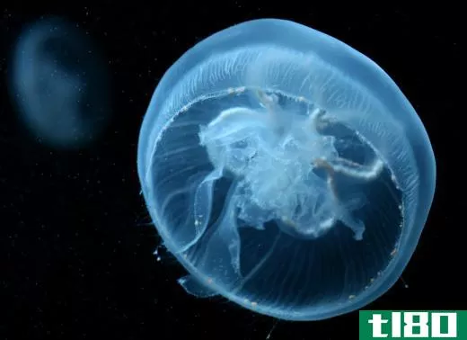 Bioluminescent jellyfish often populate the aphotic zone of the ocean and produce their own light.