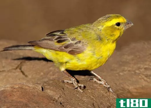 A Canary is a member of the Finch family.