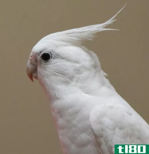 Cockatiels may be completely white.