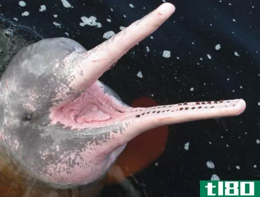 Though often associated with the ocean, dolphins, such as the pink river dolphin, can sometimes live in freshwater.