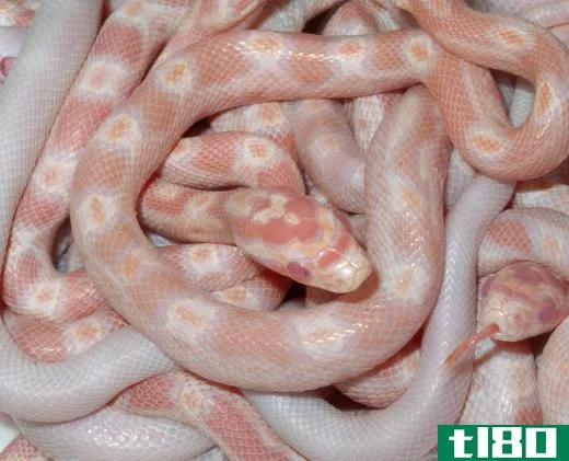 Corn snakes are non-poisonous whose underside has a checkered pattern that resembles corn kernels.