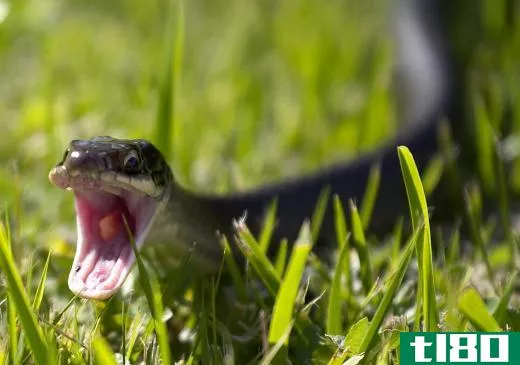 "Black snake" may refer to the black racer snake in the United States.