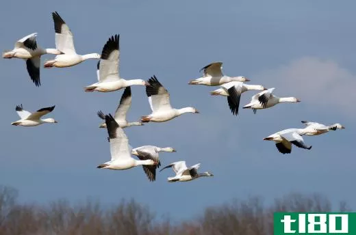 Geese commonly migrate in flocks.