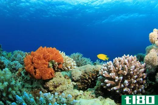 A coral reef is composed of living organisms that have fused together.