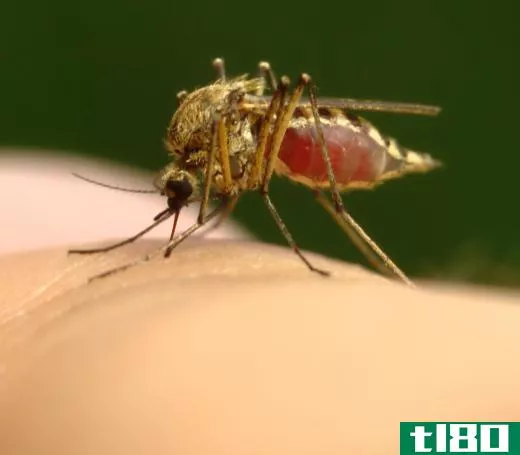 Bot fly larvae are often spread through mosquito bites.