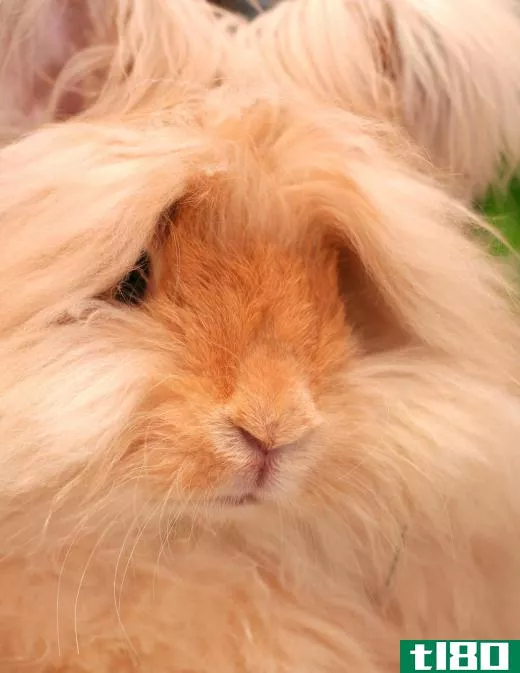 A curry brush is sometimes used on angora rabbits.