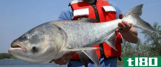 Bighead carp, which are one of many types of Asian carp, escaped into the Mississippi River system from ponds into which they had been introduced following flooding in the 1990s.