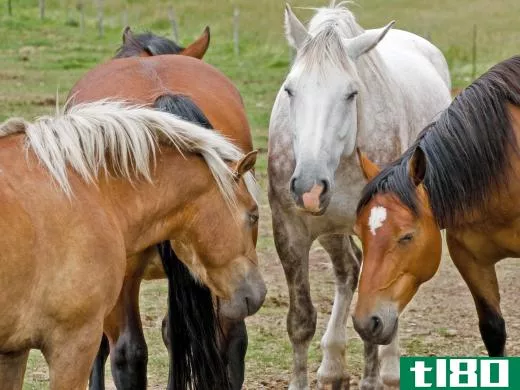 Horseshoes can protect the animals' feet and defend against disease and other illnesses.