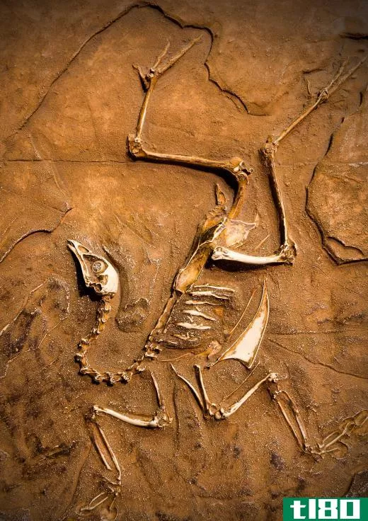 Fossils show that birds are descended from dinosaurs.