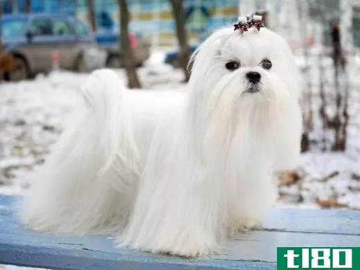 The Maltese is considered an easily trained dog.