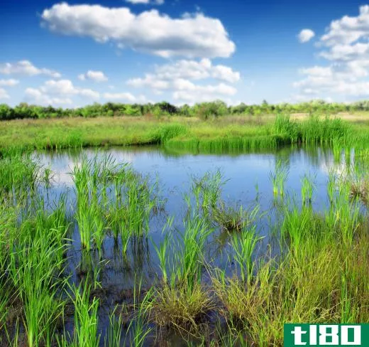 The height of standing water varies in marshes.