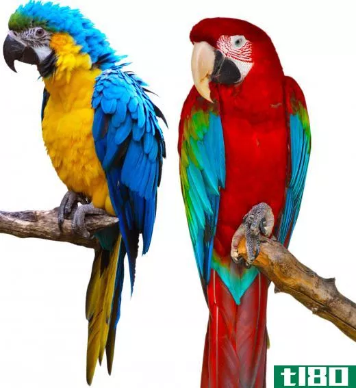 Macaws come in a variety of colors.