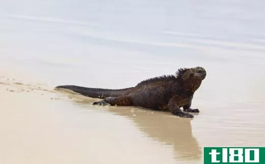 The marine iguana is the only lizard that can swim and was discovered by Charles Darwin in 1835.