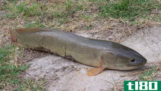 Mudfish may be found in wetlands.