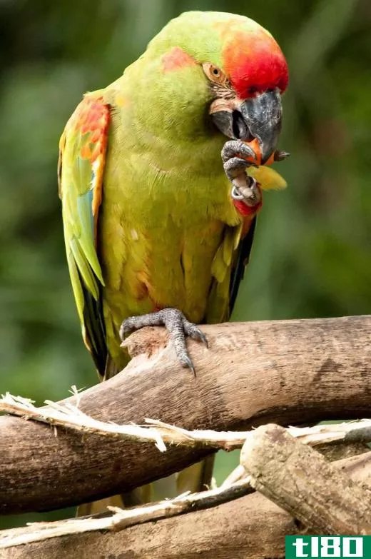 Red-fronted macaws are highly sought after as pets.
