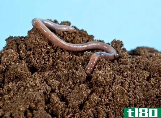 Milk snakes occasionally eat earthworms.