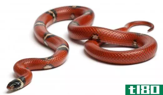 A milk snake.