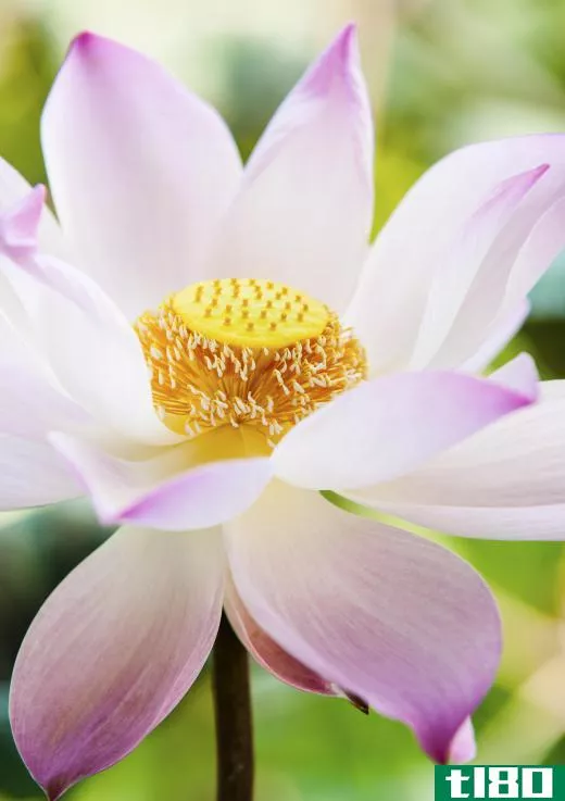 Lotus plants produce beautiful blossoms.