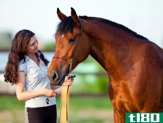 A longe line is a tool used in horse training to work a horse on the ground without a rider.