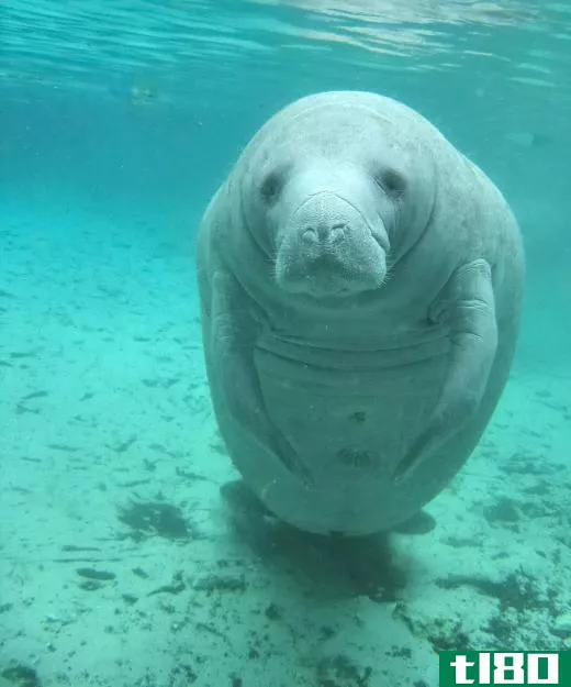 A manatee is sometimes called a sea cow.
