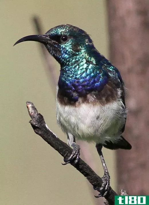 The coloring on the white-bellied sunbird varies from greenish-blue to brown and then white from the head toward the underbelly.