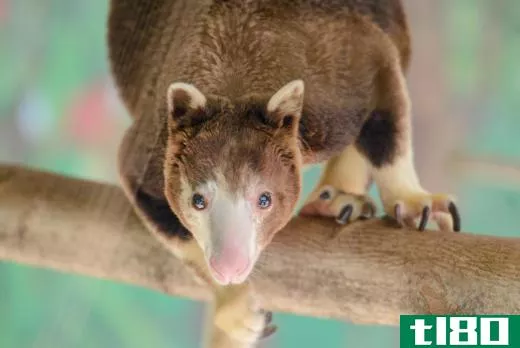 Tree kangaroos are marsupials that have adapted to arboreal living.