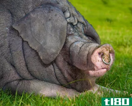 Veterinary technologists may help treat livestock animals, such as pigs.