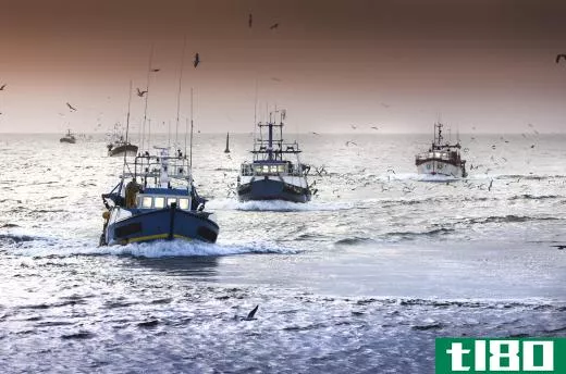 Anchovy fishing is now regulated to prevent overfishing.