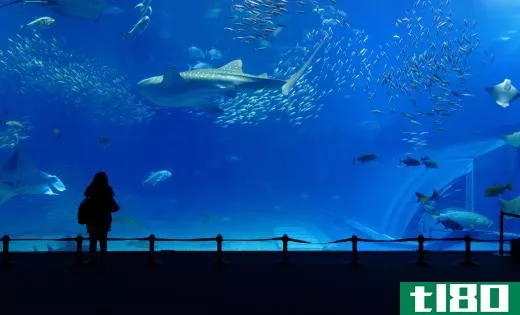 A zoo aquarium may house large marine mammals.