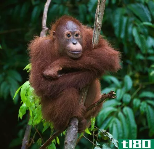 Orangutans are known for their red hair and long arms.