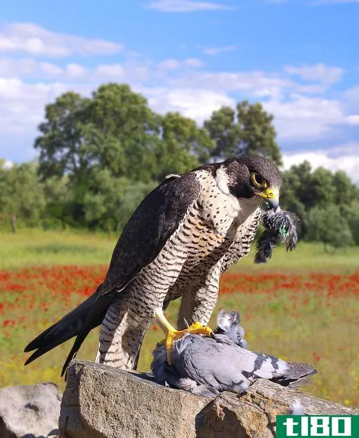 Peregrine falcons often capture other birds in flight.