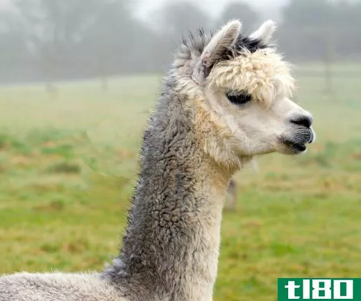 Alpacas are related to llamas.