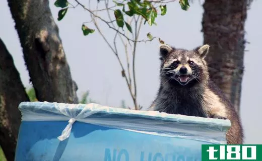 A raccoon on the edge of a trash can.