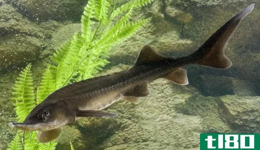 A sturgeon is a member of the Acipenseridae family of fish.