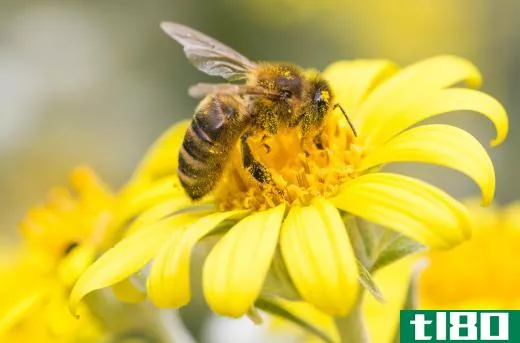 Colony collapse disorder is a threat to plants that are pollinated by bees.