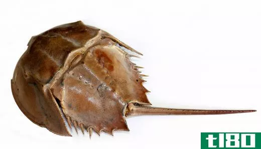 A horseshoe crab, which eats soft-shell clams.