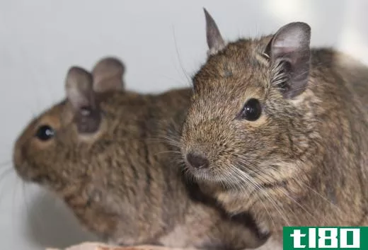 Scientists have had great interest in the common degus for decades.