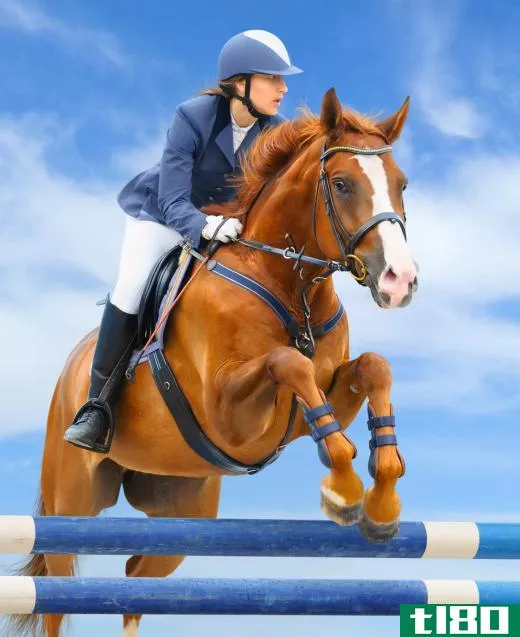 Sport horses are often bred for jumping ability.