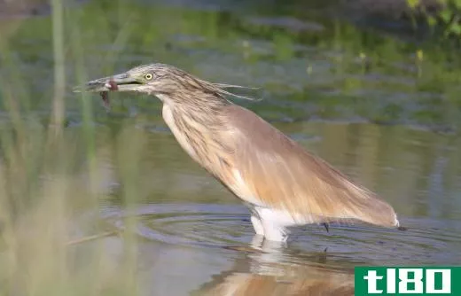The American bittern will eat any kind of fish or amphibian they can find in the marshy areas where they live.