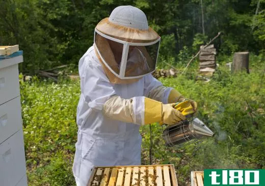 Beekeepers use smoke to make bees dormant so that honey can be collected.