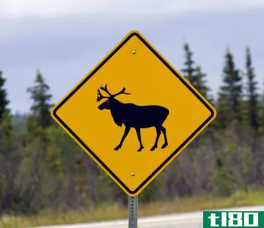 In regions with high moose populations, there will be road signs warning motorist to watch for moose, as they can be a serious risk to cars and passengers if hit.
