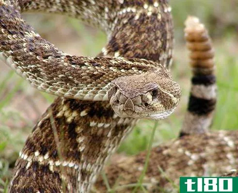 Diamonds continue all the way to the tail on a western diamondback rattlesnake.