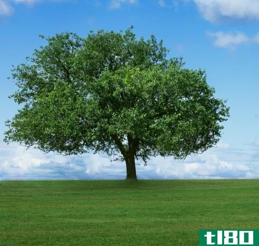 Arboriculture refers to the science of cultivating trees.