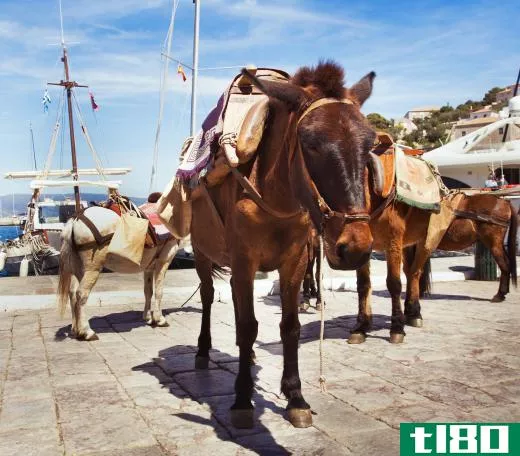 A mule skinner or muleskinner is someone who specializes in handling mules.