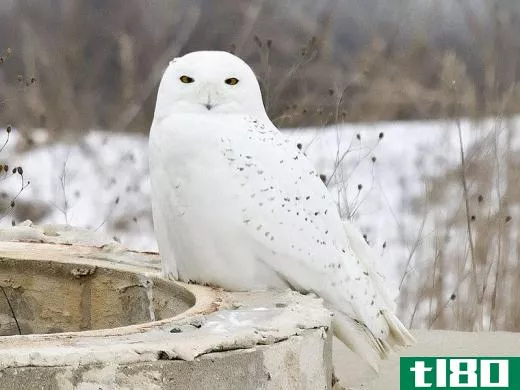 Male snowy owls are generally white.